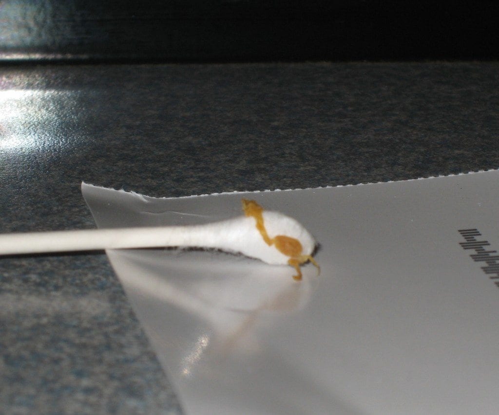 Mama's earwax.