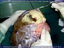 Diapositiva11_JPG