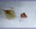 Diapositiva14_JPG