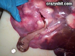 what the hell is it - PTZ what the hell is it - PTZ