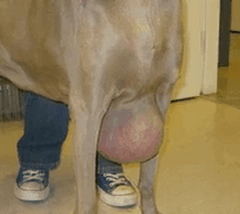 doggielipoma2 doggielipoma2