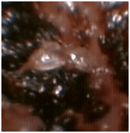 anearmite1