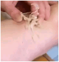 catfood1