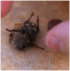 spidersquish1 spidersquish1