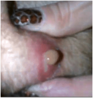ingrownbellyfur2 ingrownbellyfur2