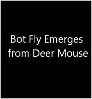 botflydeermouse1 botflydeermouse1