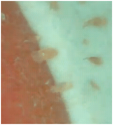 KSPbioremicroview01252012B KSPbioremicroview01252012B