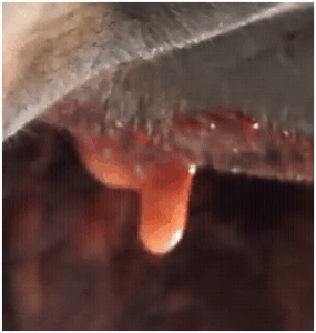 drippyhorsepus01222012A drippyhorsepus01222012A