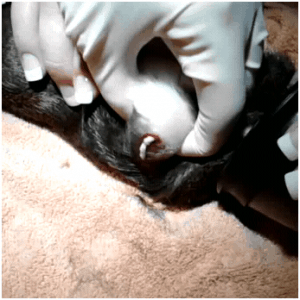 guineapig02022012A guineapig02022012A
