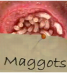 maggots maggots
