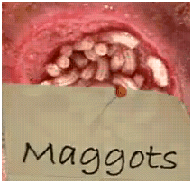 maggots maggots